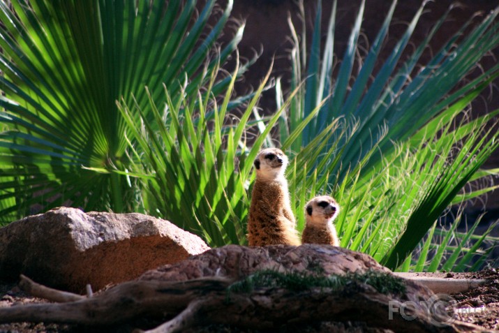 Meerkats