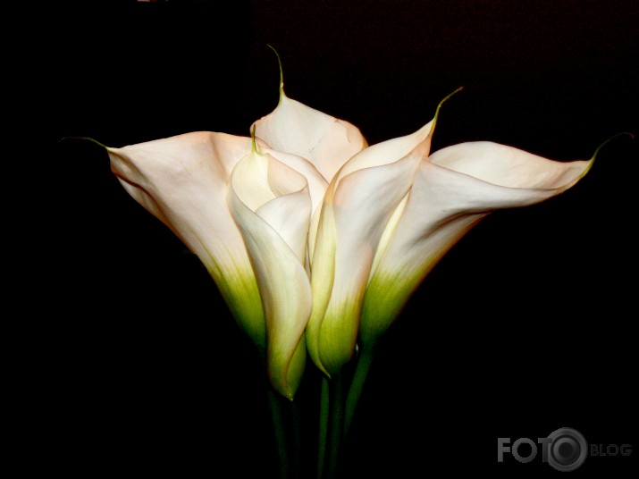 Calla