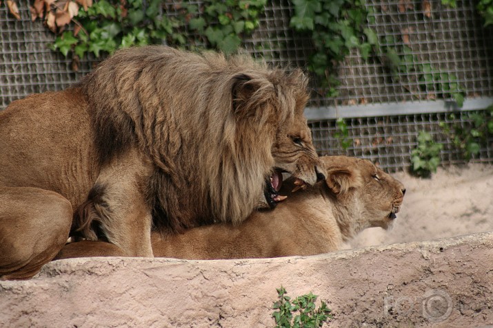 Pastaiga pa Zoo