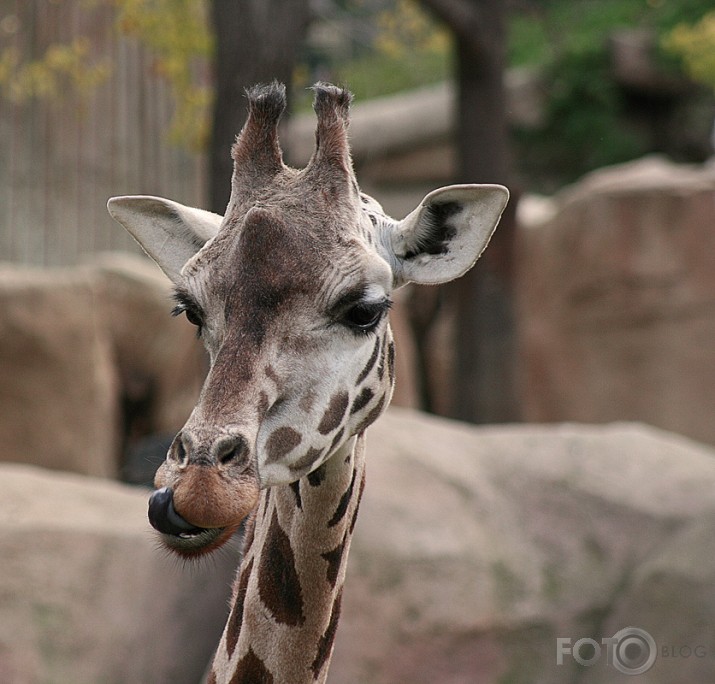 Pastaiga pa Zoo