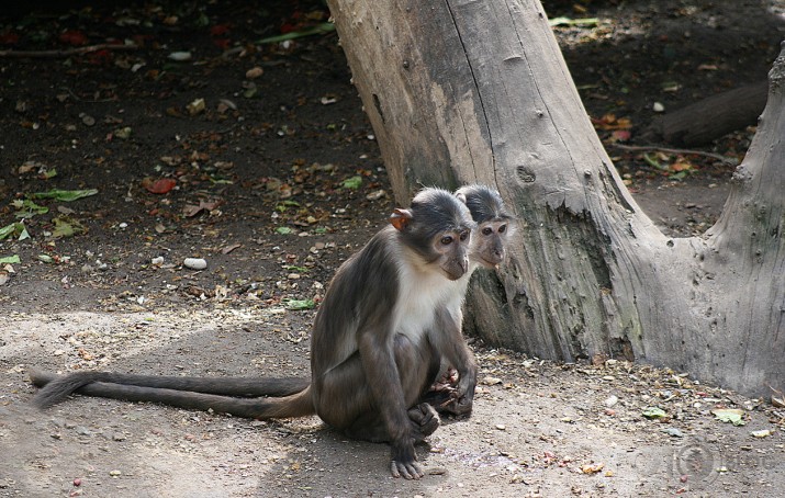 Pastaiga pa Zoo