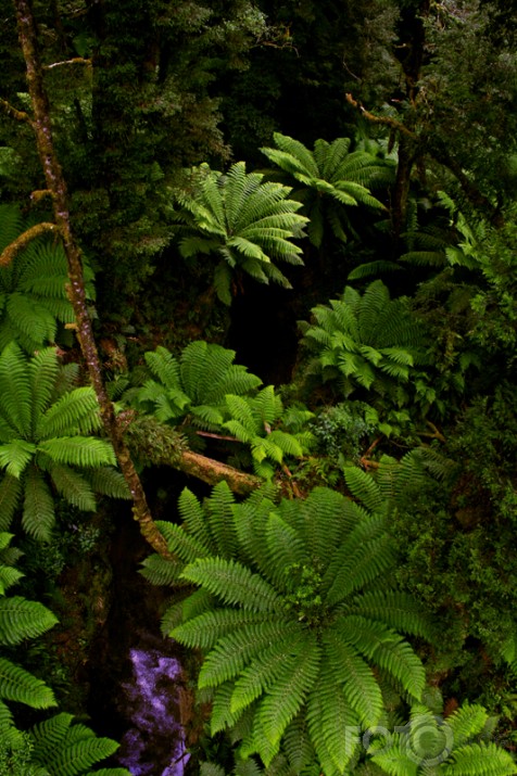 Jungle