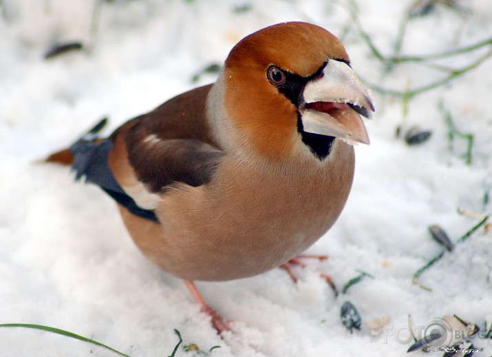 Dižknābis - Coccothraustes  coccothraustes.