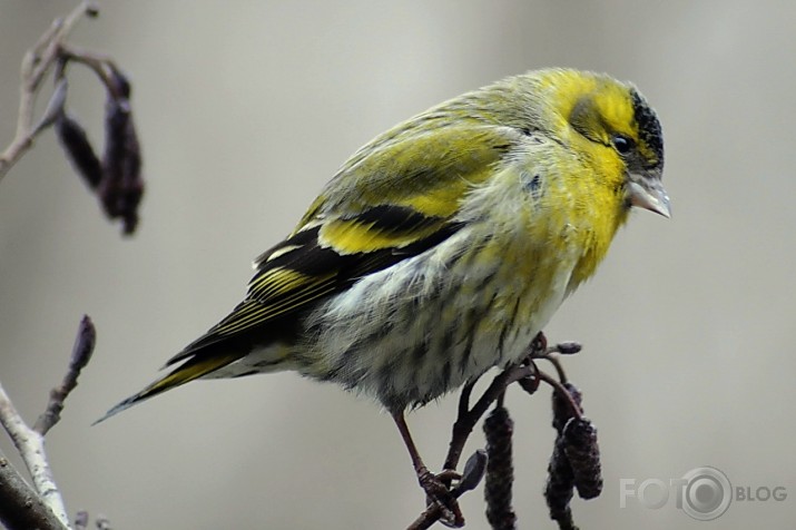 Ķivulis - Carduelis spinus.