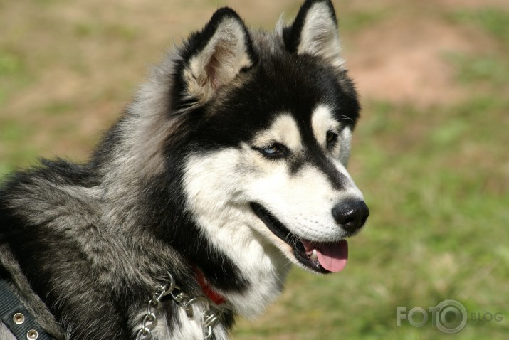 AĻASKAS MALAMUTS