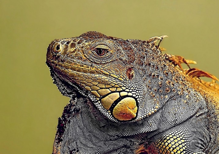 Dinozauru radinieks