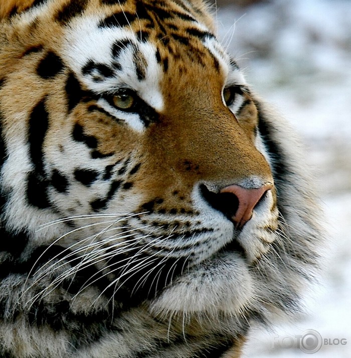 Panthera tigris