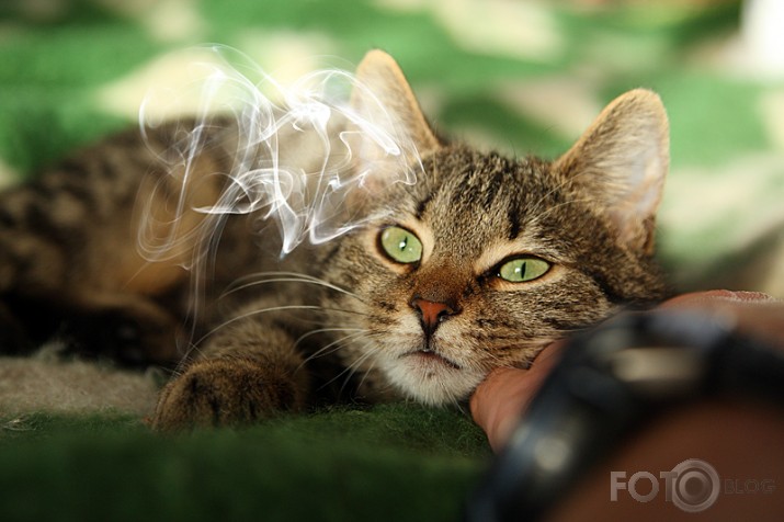 Secret Dream About Cigar