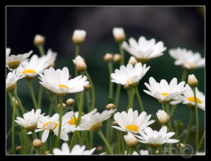 margrietiņas
