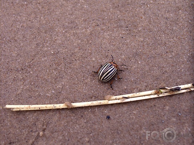 Kukainis