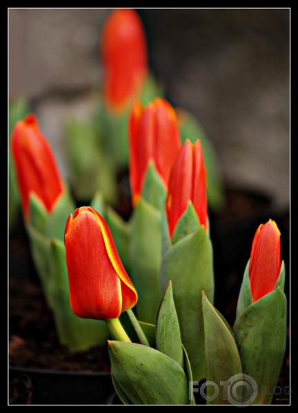 tulpes
