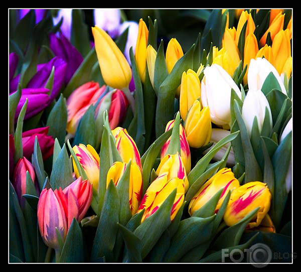 tulpes