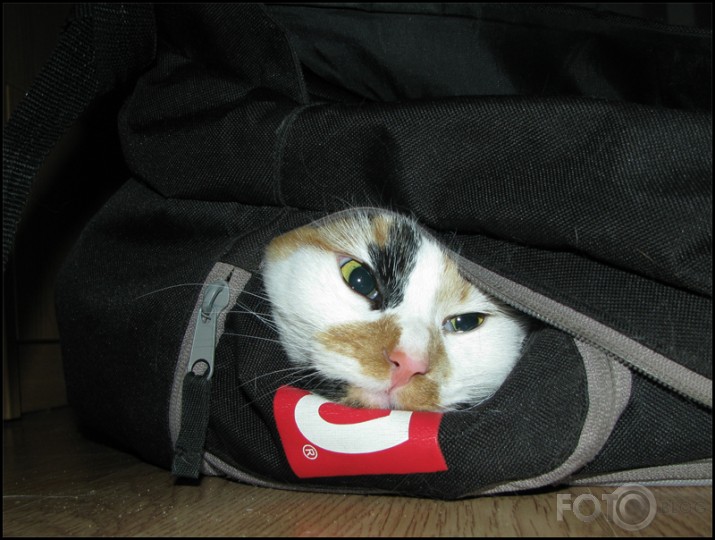 Cat in the bag