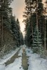 meža ceļš ziemā