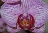 ...orhidejas zieds...
