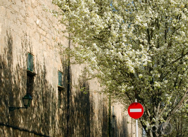Aizliegtais pavasaris