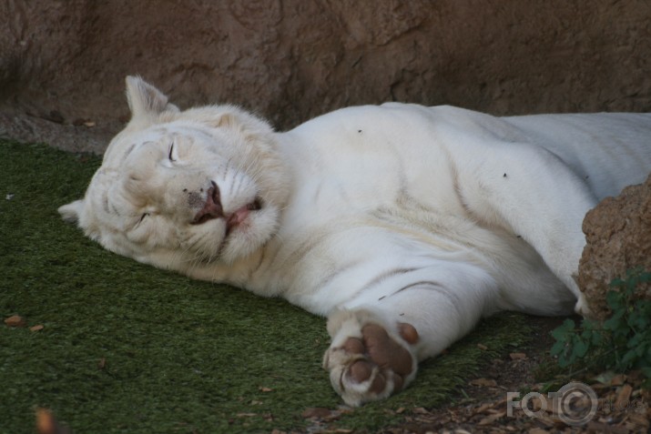 *white tiger*