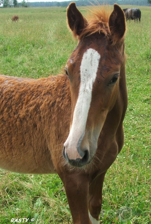 Laukā sejiņa