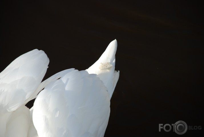 cygnet