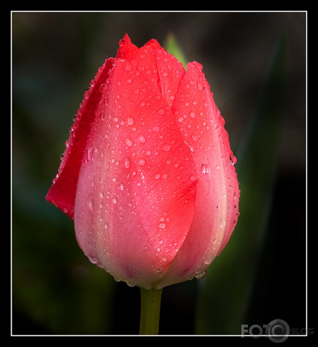 tulpe