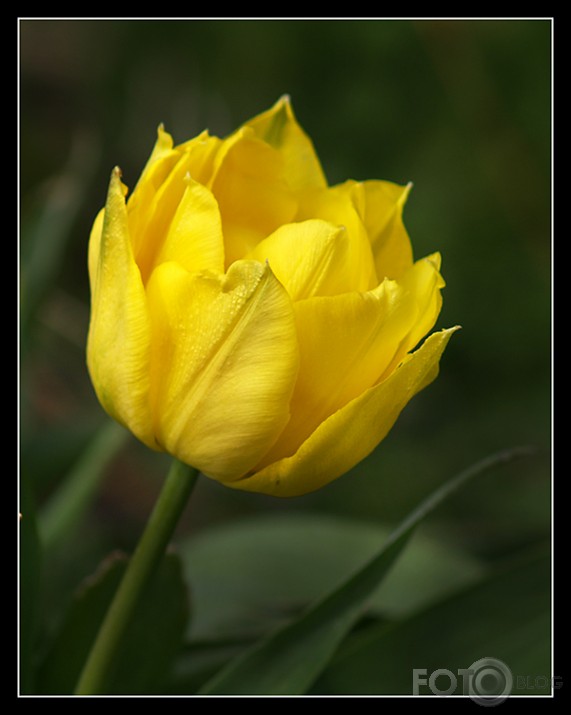 tulpe