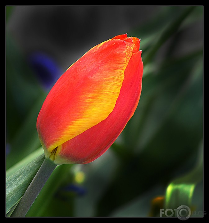 tulpe