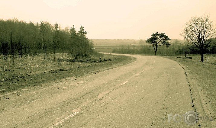 ceļa līkumā aug priede...