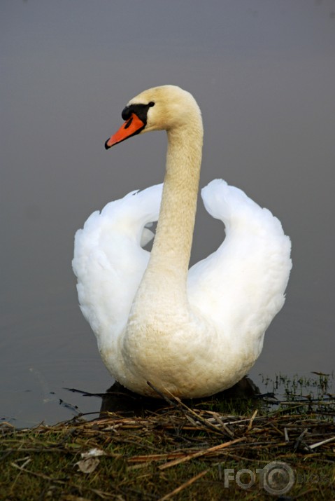 Cēli