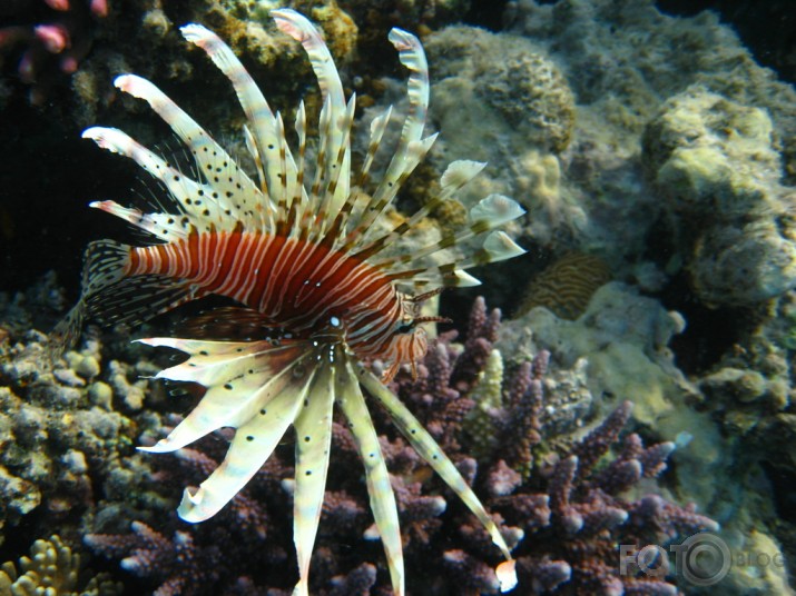 Lion fish