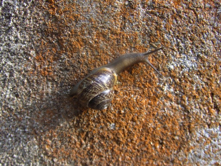 pavasara maratons