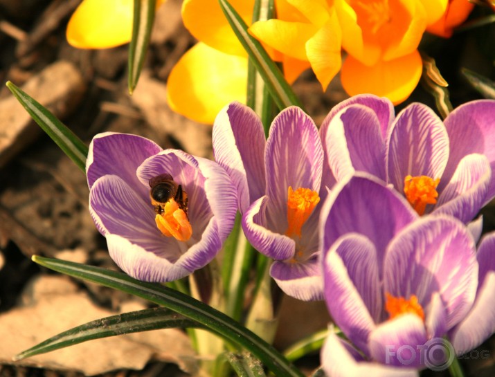 Spring