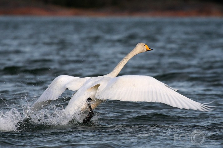 Gulbīti, gulbīti kustini kājiņas.