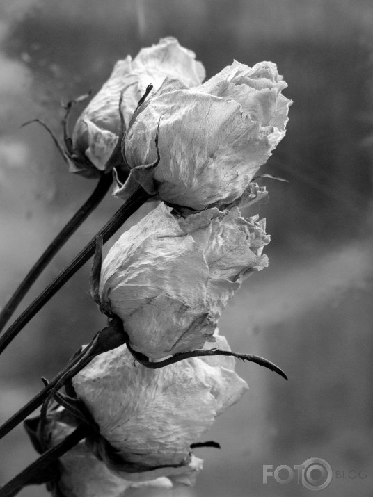 love has no limits - 2