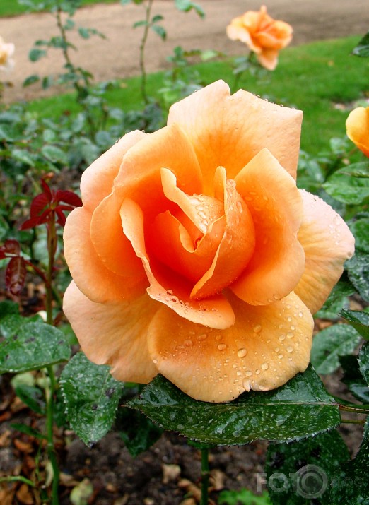 Roze zied...