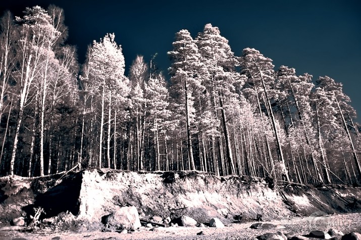 Cits pavasaris