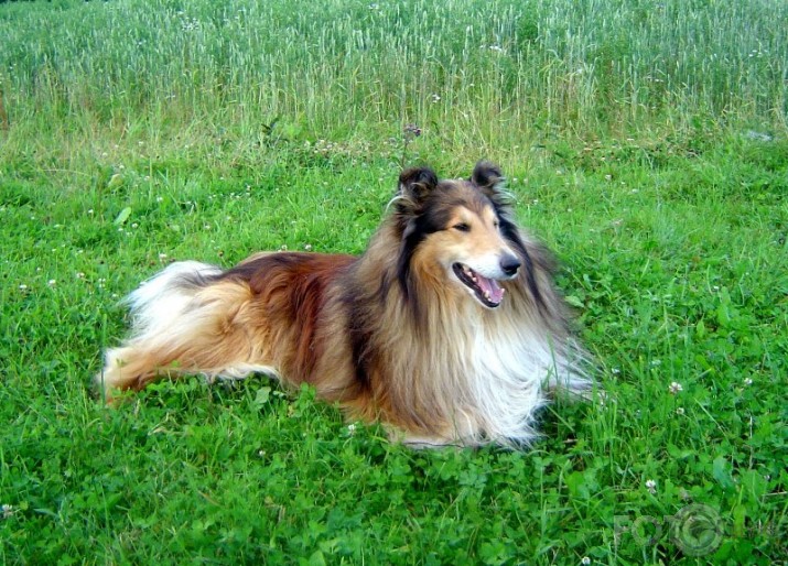 laimīgais