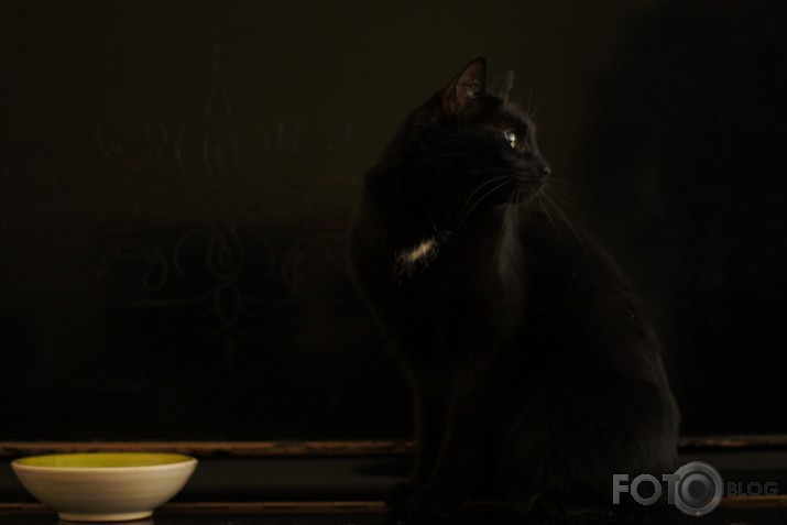 The Cat