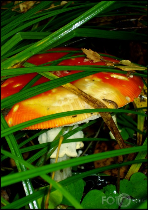 sēne