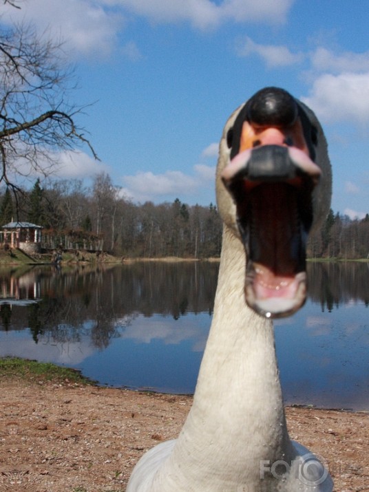 Jautrais fototuss Limbažu pusē...