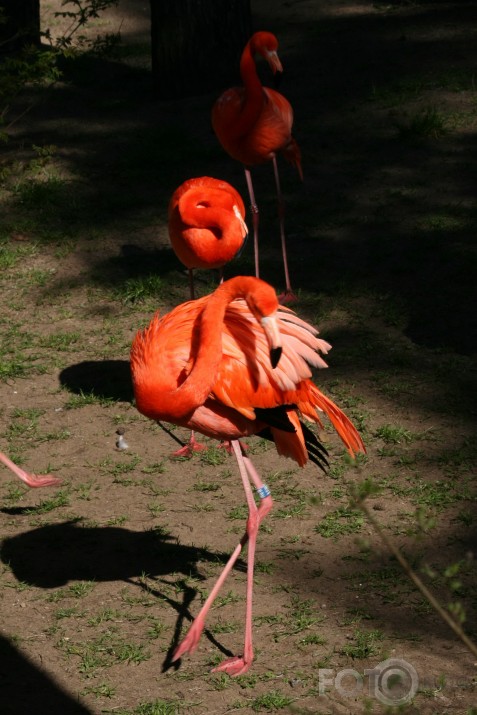 animal planet