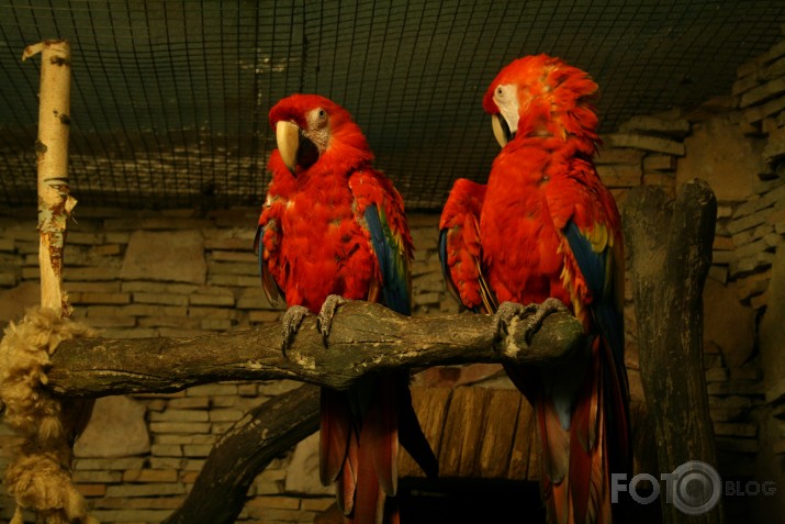 animal planet