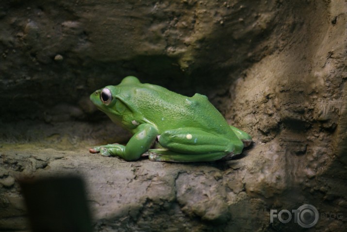 animal planet