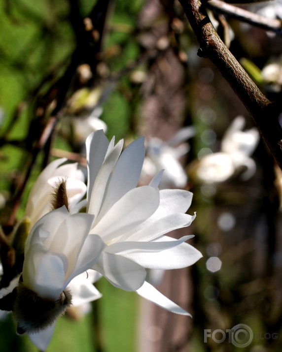 Ko var apskatīt LU Botaniskajā dārzā... 