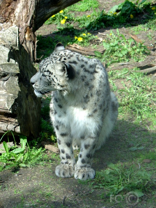 Helsinku Zoo skaistulis