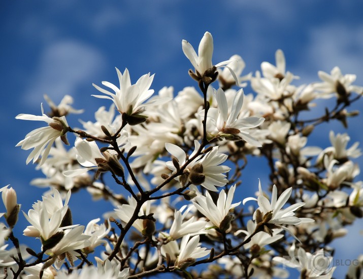 Magnolijas