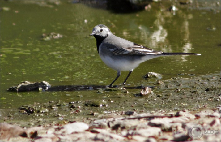 Motacilla alba