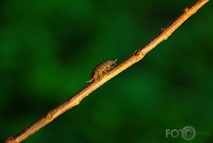 porcellio scaber