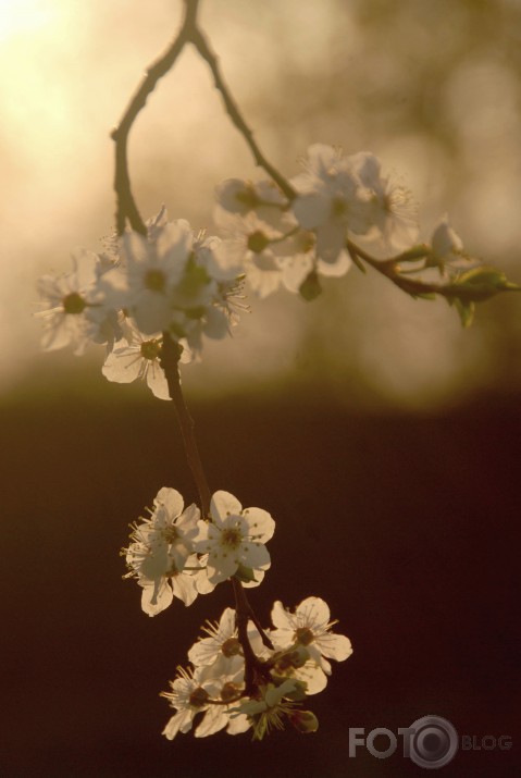 spring-ring