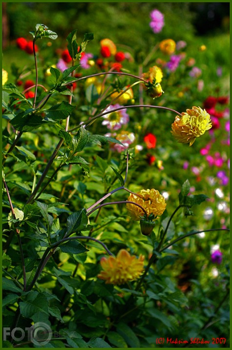 Flowers