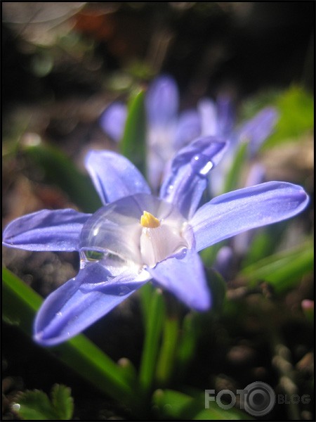 Zilā puķe.